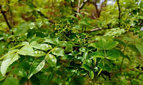 花椒树的种植与养护（适合什么地方种植）