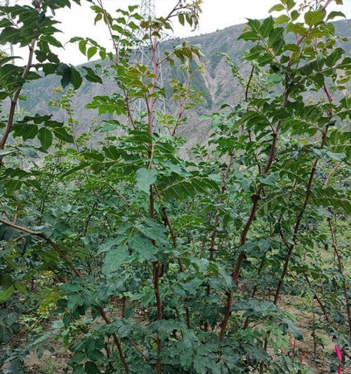 花椒树的种植与养护（适合什么地方种植）