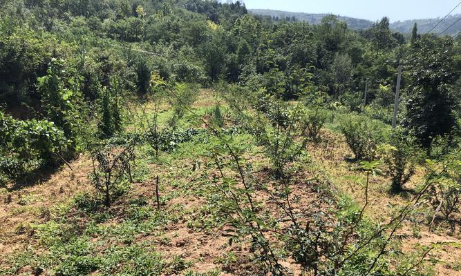 花椒树的种植与养护（适合什么地方种植）