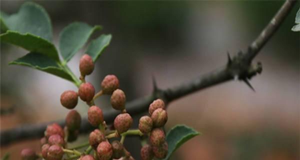 花椒树的剪枝：何时最合适？——花椒树剪枝时间及技巧