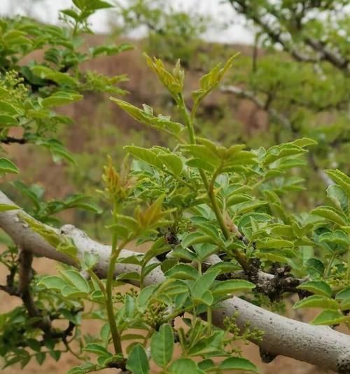 花椒树剪枝技巧（时间）