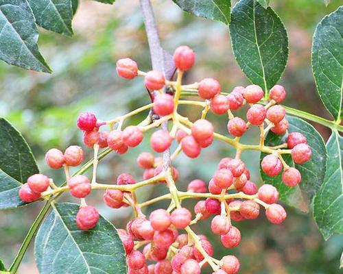 花椒喜阴还是喜阳（探究花椒生长环境的喜好特点）