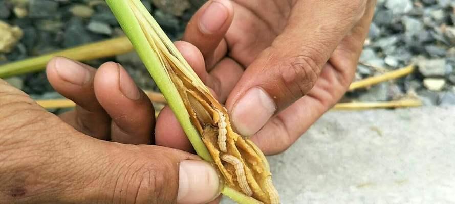 如何有效防治花椒钻心虫（一起学习防治方法）