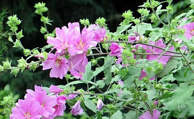 花葵种植指南（掌握时间）