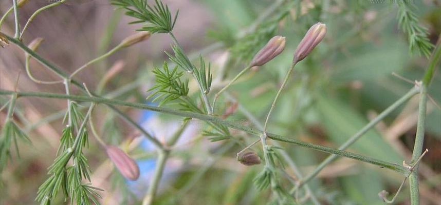 花毛茛能否承受冬季低温（冬季防护与管理关键）