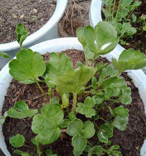 花毛茛的种植与养护指南（轻松掌握花毛茛的养殖方法）