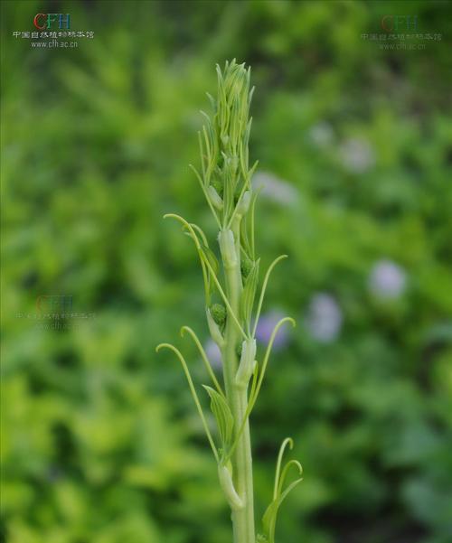 花毛茛的开花频率（探究花毛茛一年开几次花及其影响因素）