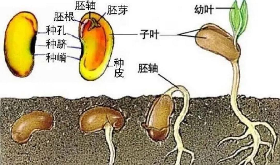 如何种植花毛茛（种植技巧和注意事项）