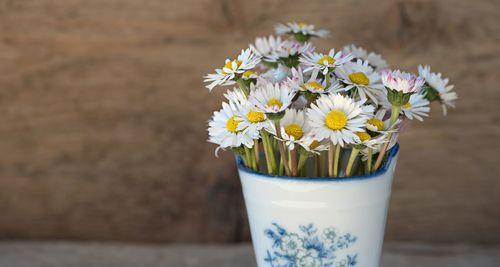 室内花瓶的选择与养护：如何选出适合室内环境的花卉