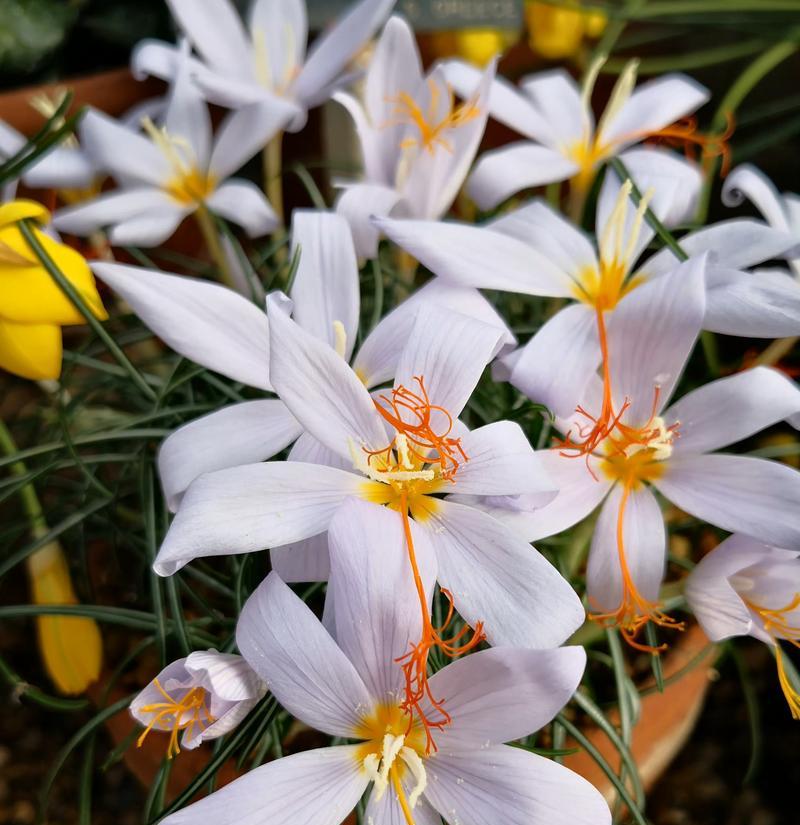 执念之花（以百合花为代表）