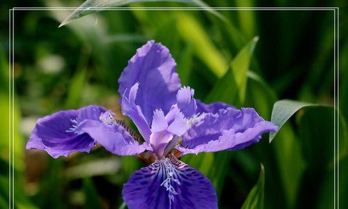 挚爱之花——以玫瑰花为主题的花语之旅（唤醒心底深处的浪漫情怀）