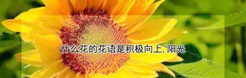 以莲花的花语为主题，探索如何做回自己（莲花-重新找回内心的平静与坚强）