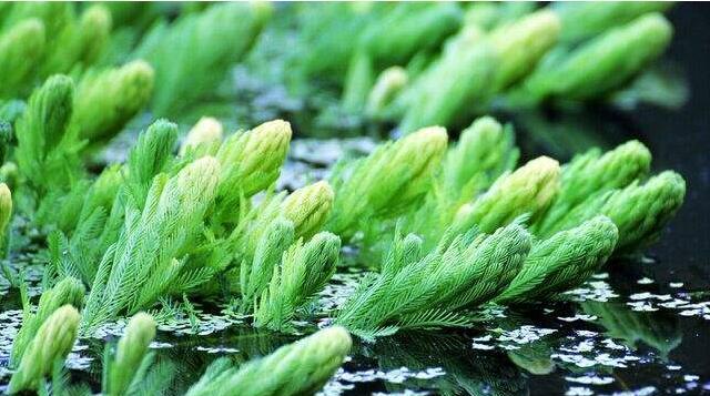 水草盛开，生机绽放（以水草开花的寓意与预示）