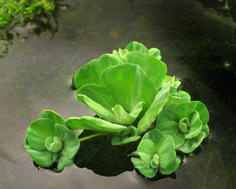 水草盛开，生机绽放（以水草开花的寓意与预示）