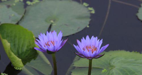 睡莲花语与寓意（睡莲的花语与寓意）