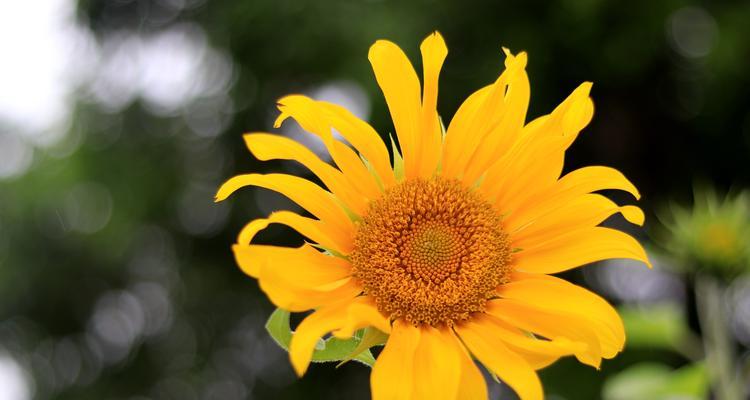 以太阳花的寓意与象征力（探索以太阳花的独特象征）