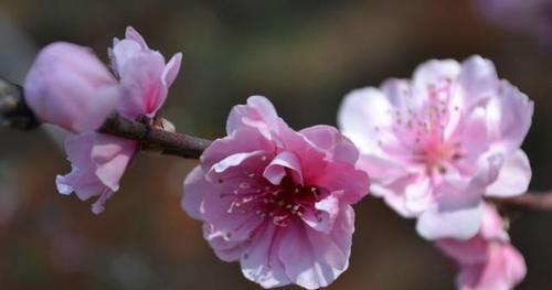 桃花象征生肖之迷（探秘十二生肖与桃花的神秘关系）