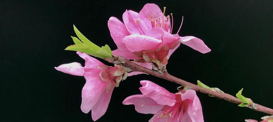 桃花的花语和寓意（探索桃花的花语）