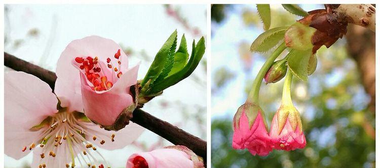 桃花花语与寓意（桃花花语寓意及象征的丰富内涵）