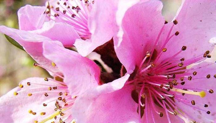 桃花花语与寓意（桃花花语寓意及象征的丰富内涵）