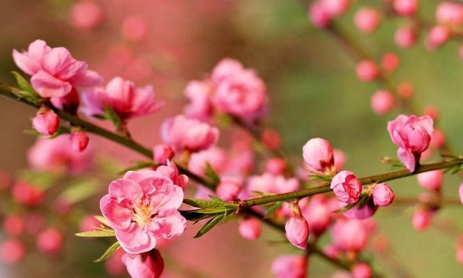 桃花花语与寓意（桃花花语寓意及象征的丰富内涵）