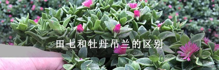 田七花开的绚烂色彩与深刻寓意（探秘田七花的奇特花色与文化内涵）