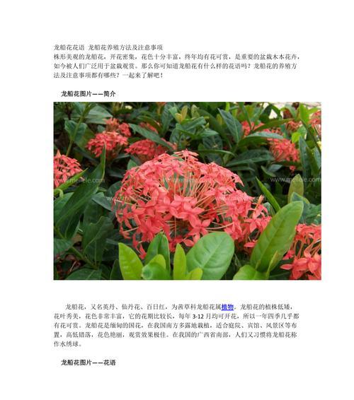 《无尽夏的花语与寓意》（揭开花海背后的秘密）