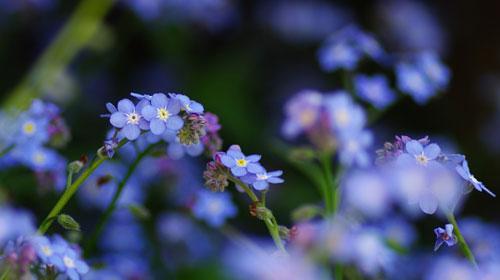 勿忘我的花语（永恒的承诺）