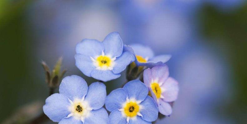 勿忘我花的花语和寓意象征着什么意思（解读勿忘我花的花语与象征意义）