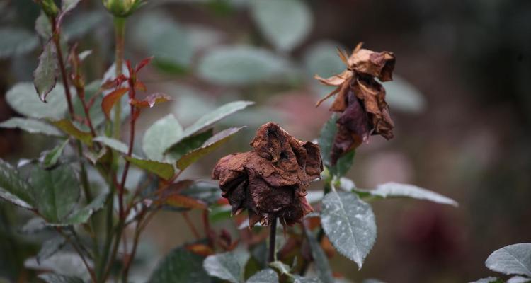 玫瑰花的开花和凋谢时期（探究玫瑰花的生长周期和保养方法）