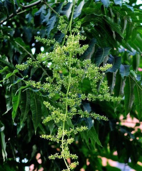 香椿树开花的寓意与意义（探秘香椿树开花的美丽奇迹）