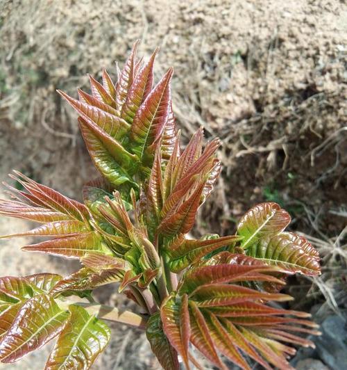 香椿开花的寓意与象征（揭示香椿开花的内涵和预示）