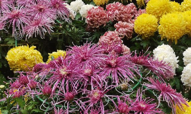 湘潭的市花——菊花的象征与寓意（湘潭市花菊花的美丽与意义）