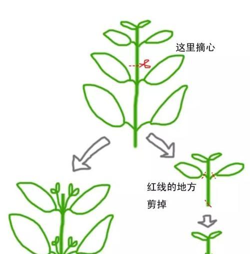 玫瑰花叶子发蔫的原因及补救方法（玫瑰花叶子萎缩怎么办）