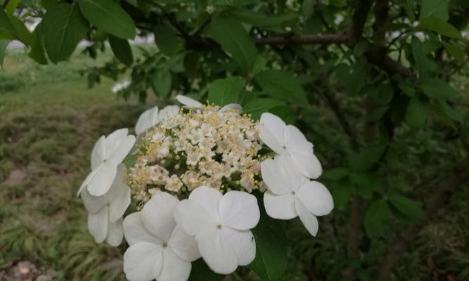 扬州市花琼花的象征与寓意（揭秘扬州市花琼花的花语和文化内涵）