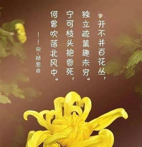 洋甘菊的花语与寓意（洋甘菊的花语及象征意义解析）