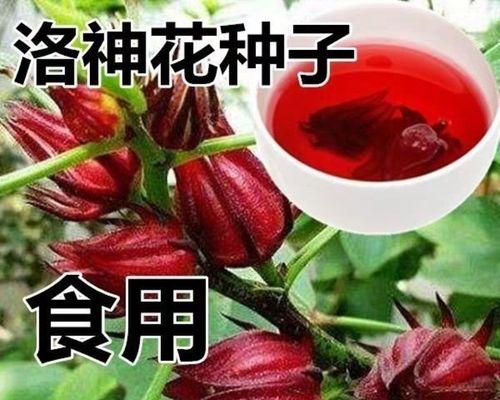 玫瑰花的种子到底在哪里（探究玫瑰花的种子生长与营养）