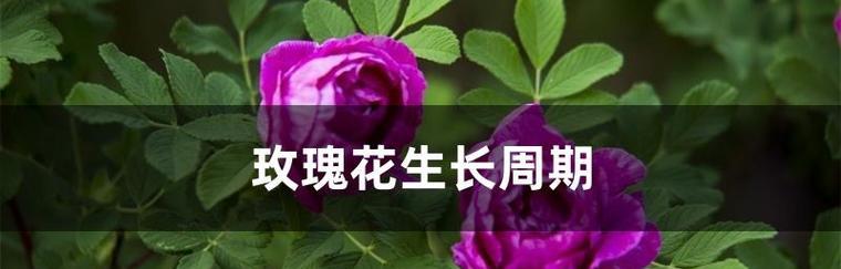 如何正确地给玫瑰换土（换土时间）