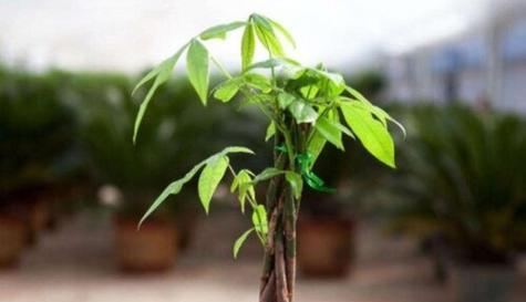 招财植物（用植物给家增添财运）