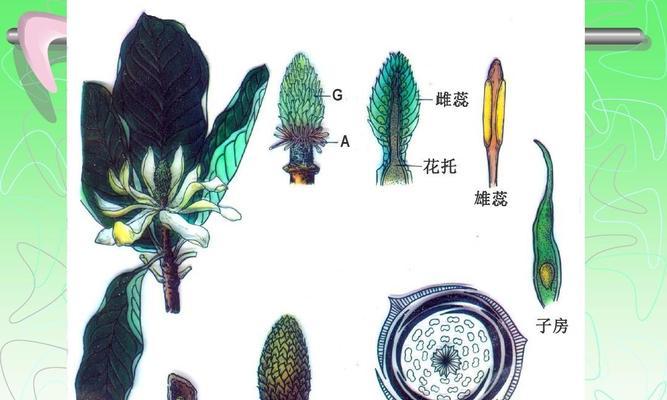 玫瑰并非单子叶植物（揭秘玫瑰的真实身份——多子叶植物）