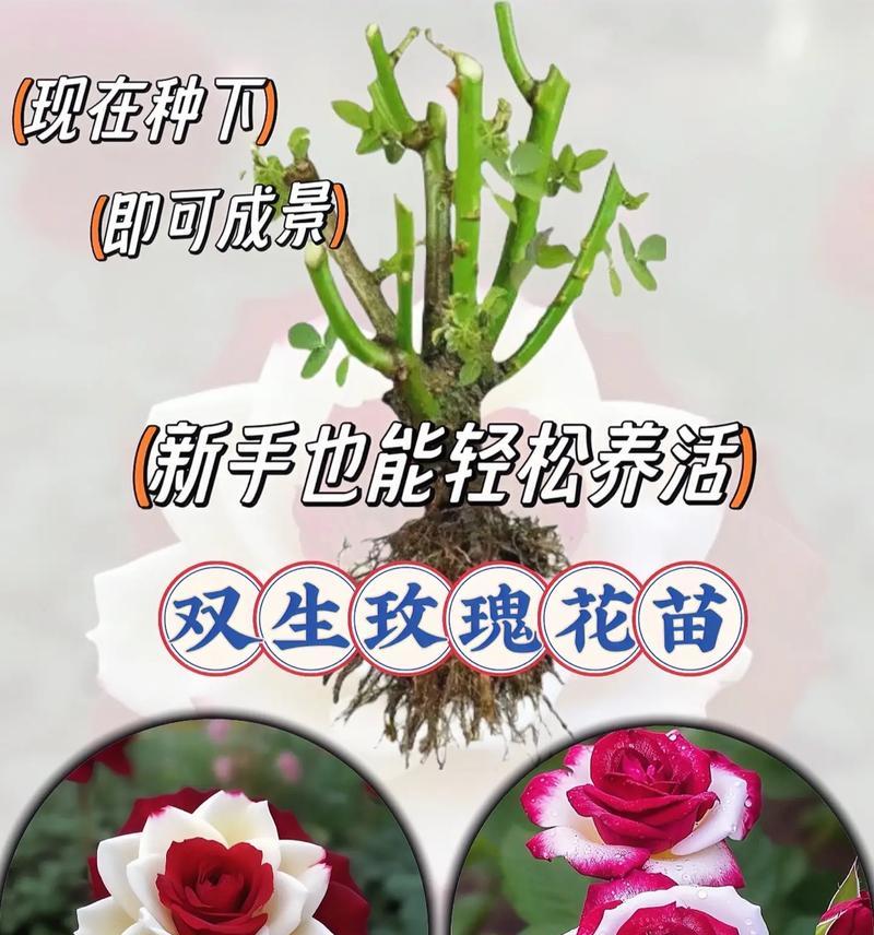 玫瑰栽种的技巧与注意事项（如何成功种植玫瑰花）