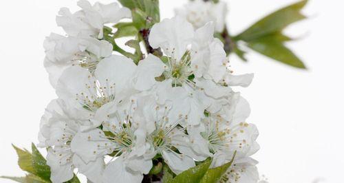 樱桃花的花语——春天的绚丽之美（盛开于春天的浪漫樱花）