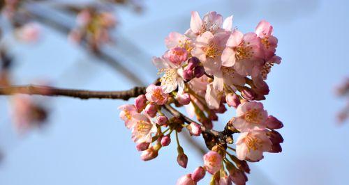 樱桃花的美丽与寓意（赏樱桃花）