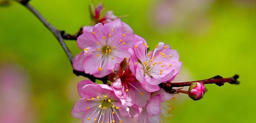 樱桃花的美丽与寓意（赏樱桃花）