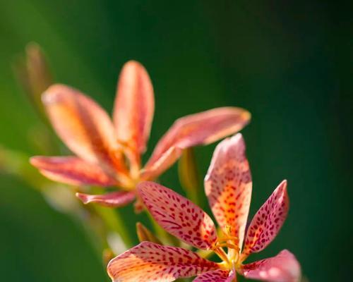 花与狼的和谐共生（以花为主题的和谐共生）