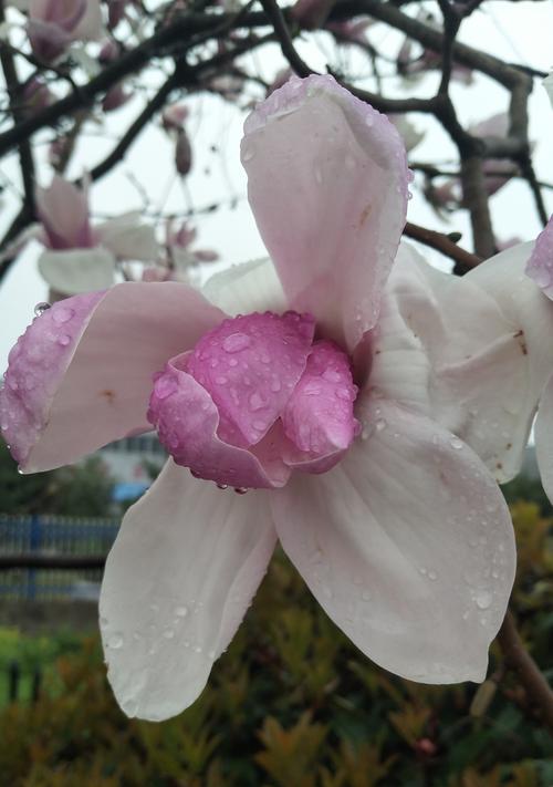 玉兰花（玉兰花的象征意义与文化内涵）