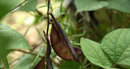 梅豆角种植全攻略（掌握梅豆角种植时间和方法）