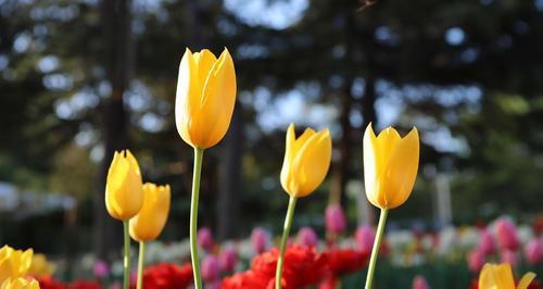 郁金香花语与寓意（一朵花盛开的故事）