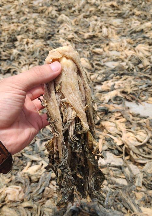 梅干菜——一种独特的食材（从植物到美食）