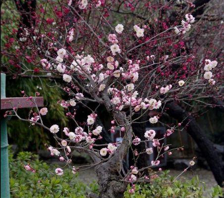 梅花不长叶子的解决方法（如何让梅花健康成长）